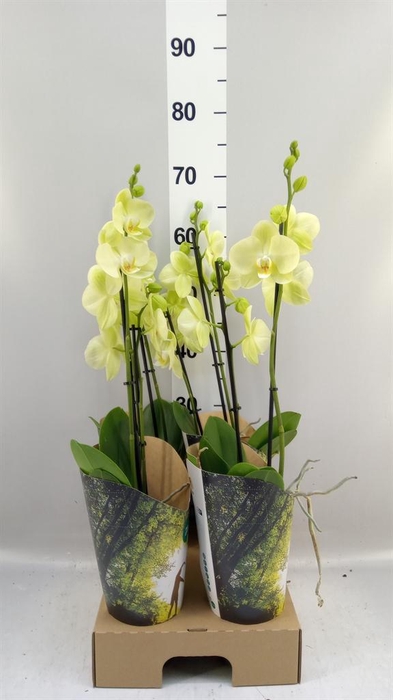 <h4>Phalaenopsis  'FC Sunshower'</h4>