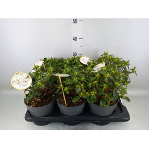 Rhododendron   ...mix