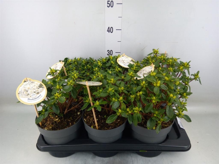 <h4>Rhododendron   ...mix</h4>