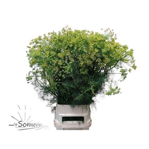 Anethum Graveolens