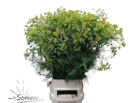 <h4>Anethum Graveolens</h4>