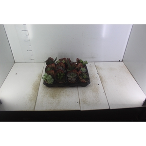 SUCULENTAS VARIADAS ESPECIAIS P09