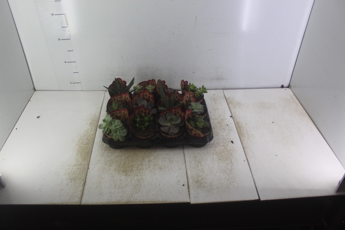 <h4>SUCULENTAS VARIADAS ESPECIAIS P09</h4>