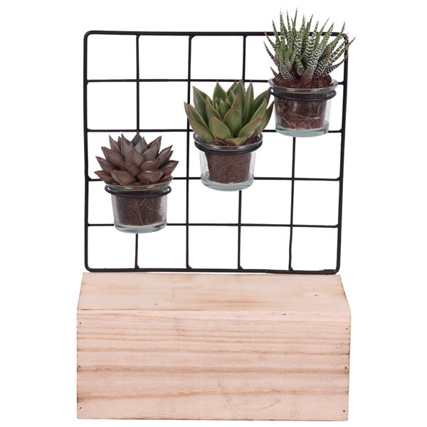 <h4>Succulent Metal Stand with Glass on Wood 24 cm 3PP</h4>