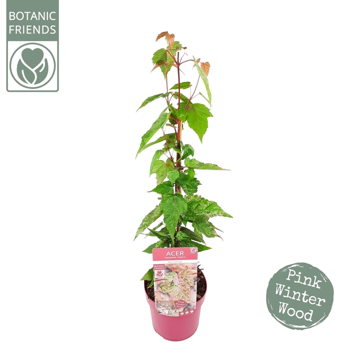 <h4>Acer conspicuum 'Red Flamingo'</h4>