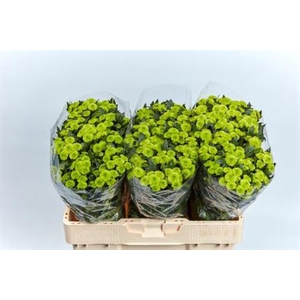 Chr S Calimero Minty