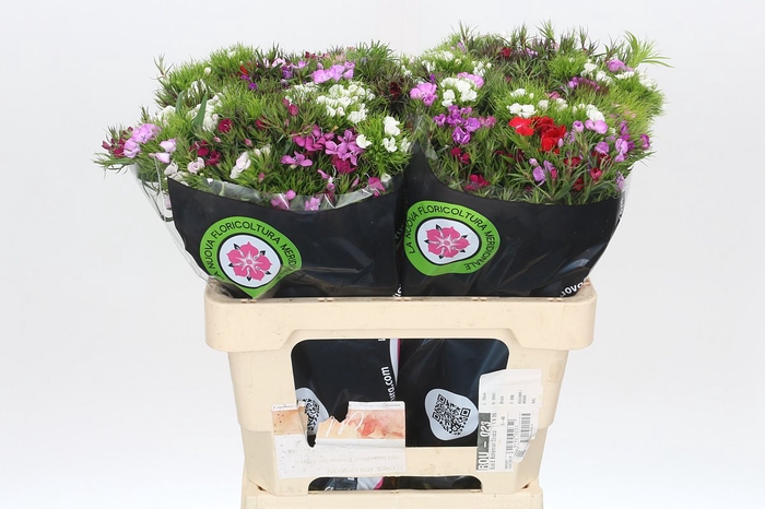 <h4>Dianthus Br Mix Rainbow</h4>