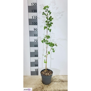 GINKGO BILOBA