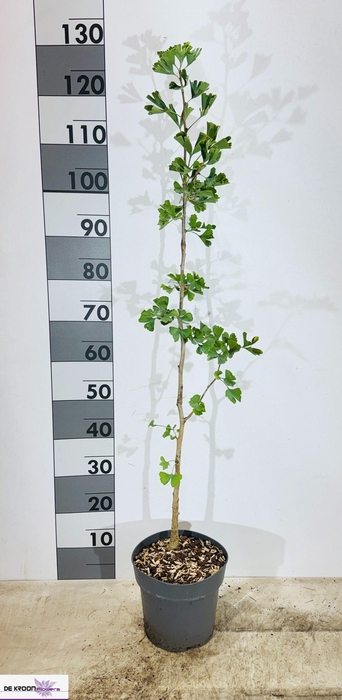 <h4>GINKGO BILOBA</h4>