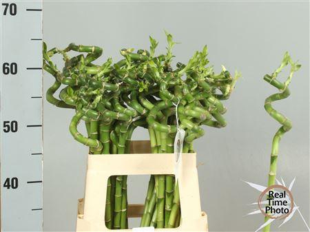 <h4>Drac Lucky Bamboo</h4>