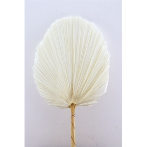 Dried Palm Spear 3pc Xxl Bl White Bunch