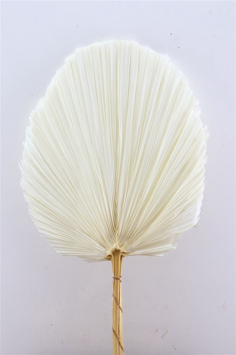 <h4>Dried Palm Spear 3pc Xxl Bl White Bunch</h4>