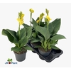 Canna Can Yellow