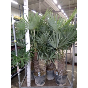 Trachycarpus fortunei