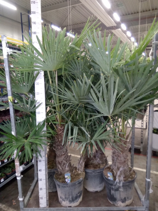 <h4>Trachycarpus fortunei</h4>