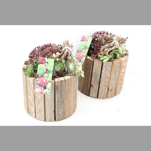 arr4 Semp MB - Bruine latjes ton 285/5