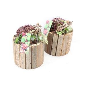 arr4 Semp MB - Bruine latjes ton 285/5