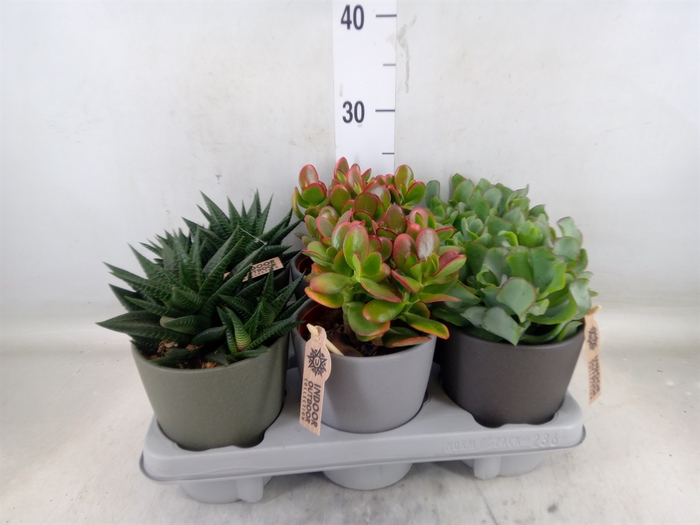 <h4>Succulents   ...</h4>