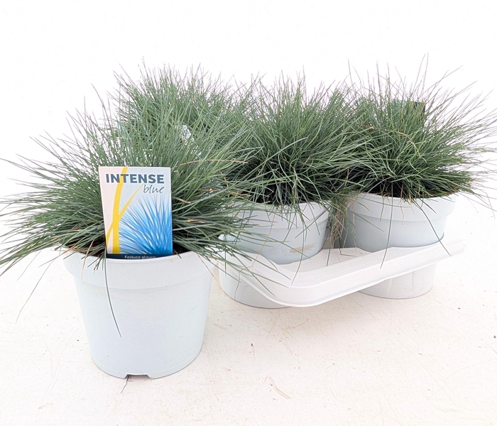 <h4>FEST GL INTENSE BLUE</h4>