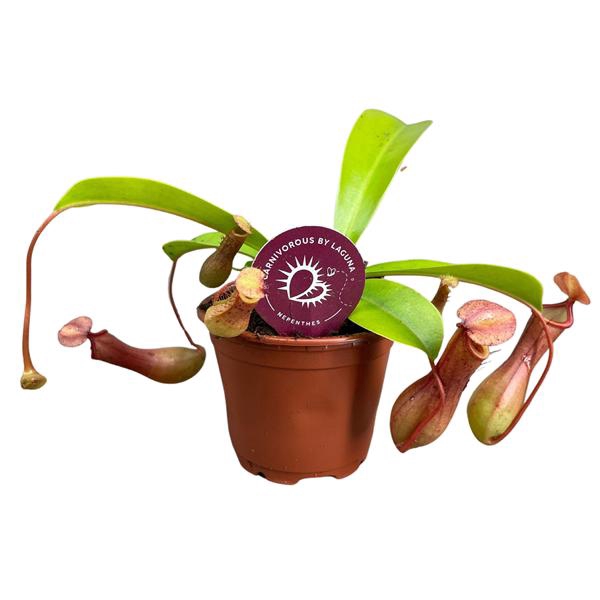 <h4>Nepenthes Alata 8,5 cm</h4>
