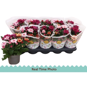 CHRYS MO AUB GEM POT