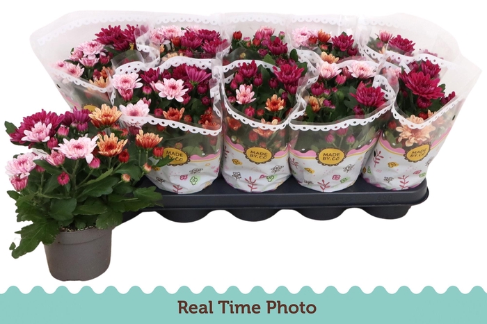 <h4>CHRYS MO AUB GEM POT</h4>