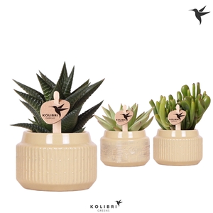 Kolibri Greens Succulenten mix in Maze pot khaki