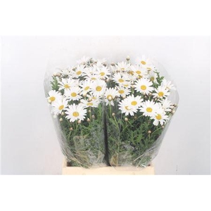 Margriet White Per Stem X25