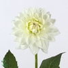 Dahlia White Margot
