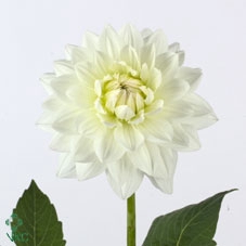 Dahlia White Margot