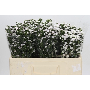 Aster White Gypsy