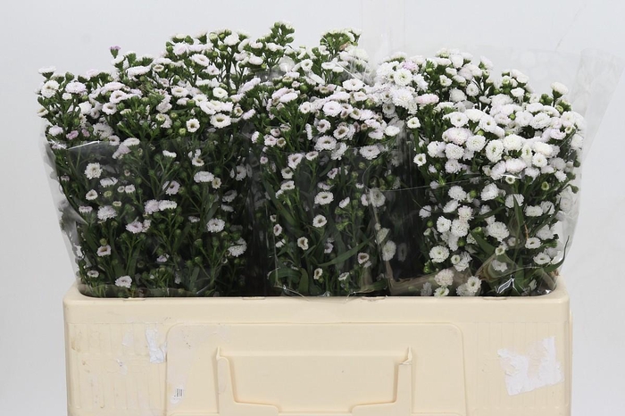 <h4>Aster White Gypsy</h4>