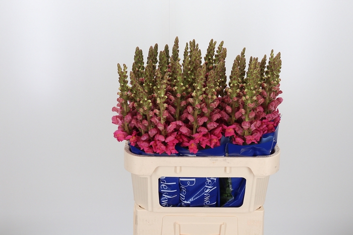 <h4>Antir Antibes Rose</h4>