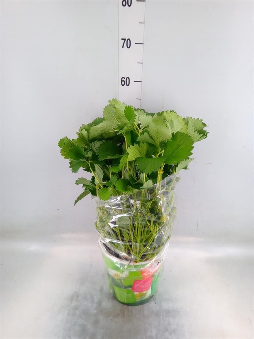 <h4>Fragaria ...</h4>