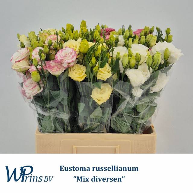 <h4>EUS G GEM IN FUST</h4>