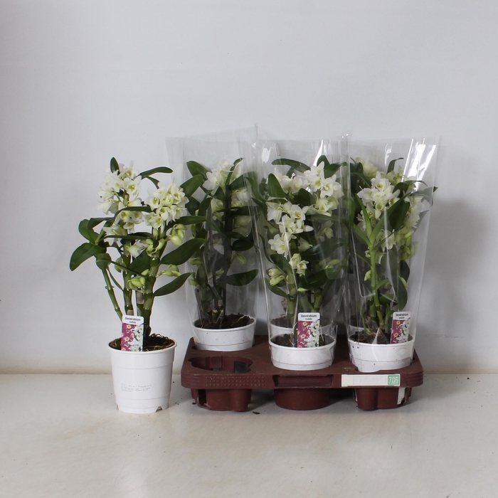 <h4>DENDR N SC APOLLON</h4>