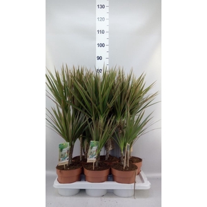Dracaena marg. 'Bicolor'