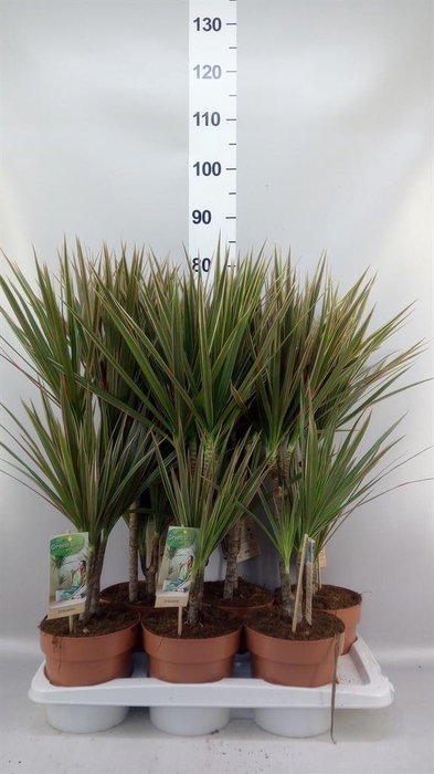 <h4>Dracaena marg. 'Bicolor'</h4>