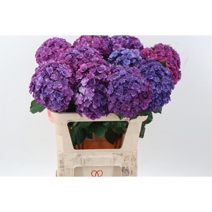 Hydr M Roy Anasta Bl