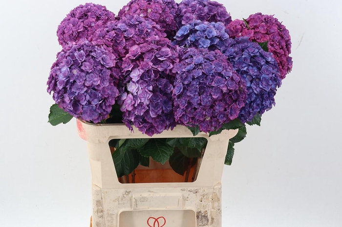 <h4>Hydr M Roy Anasta Bl</h4>