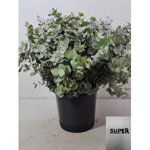 EUC CINEREA PER STEEL SUPER-IT-