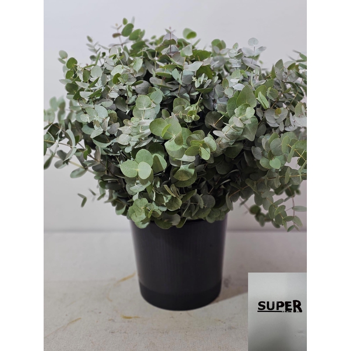 <h4>EUC CINEREA PER STEEL SUPER-IT-</h4>