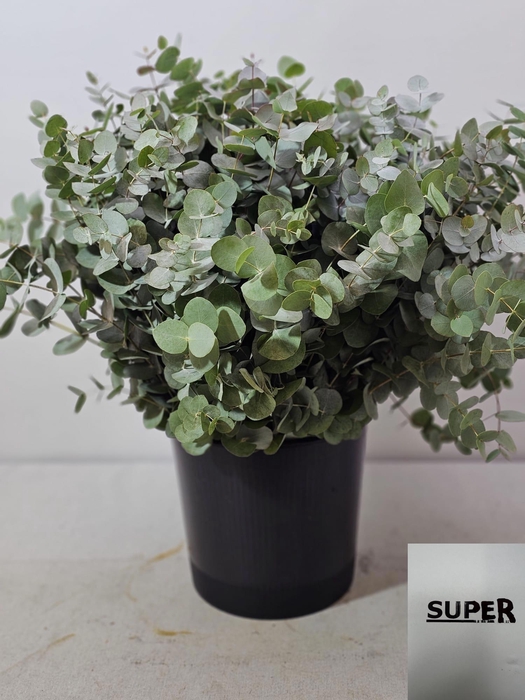 EUC CINEREA PER STEEL SUPER-IT-