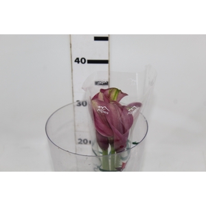 CALLA ROMANCE 040 CM