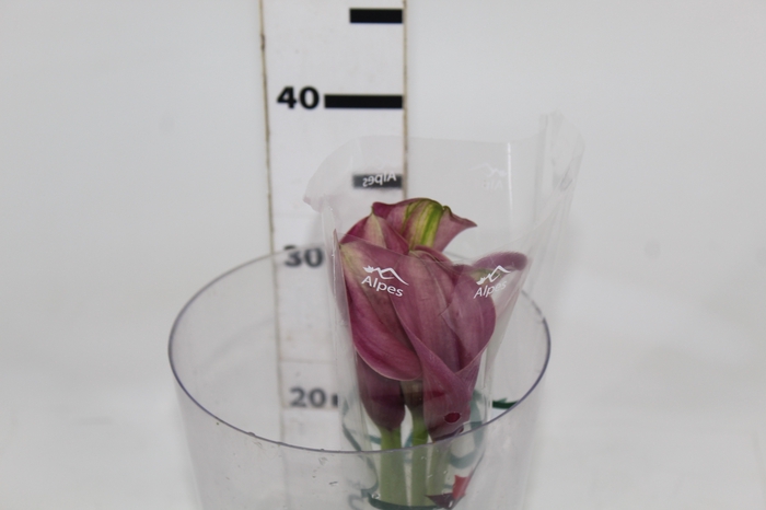 <h4>CALLA ROMANCE 040 CM</h4>