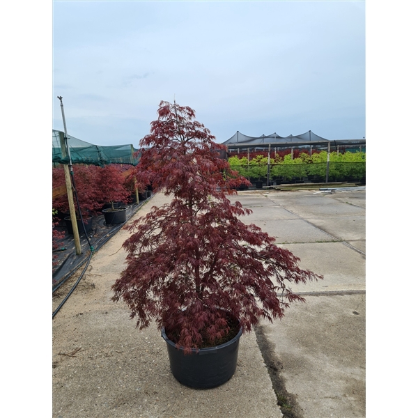 <h4>Acer palmatum 'Inaba-Shidare'</h4>