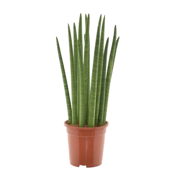 <h4>Sansevieria cylindrica "Spaghetti" P19</h4>