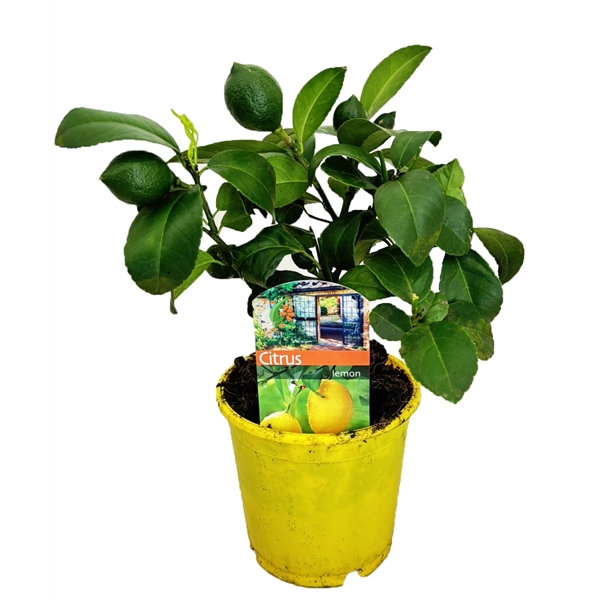 <h4>Citrus lemon</h4>
