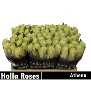 R Gr Athena