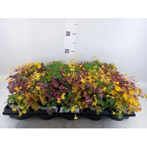 Oxalis   ...